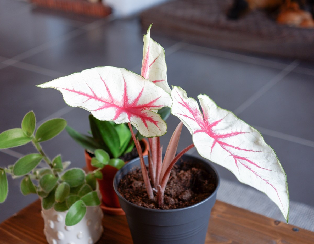 Update de mes caladiums (plantés début&nbsp;avril)