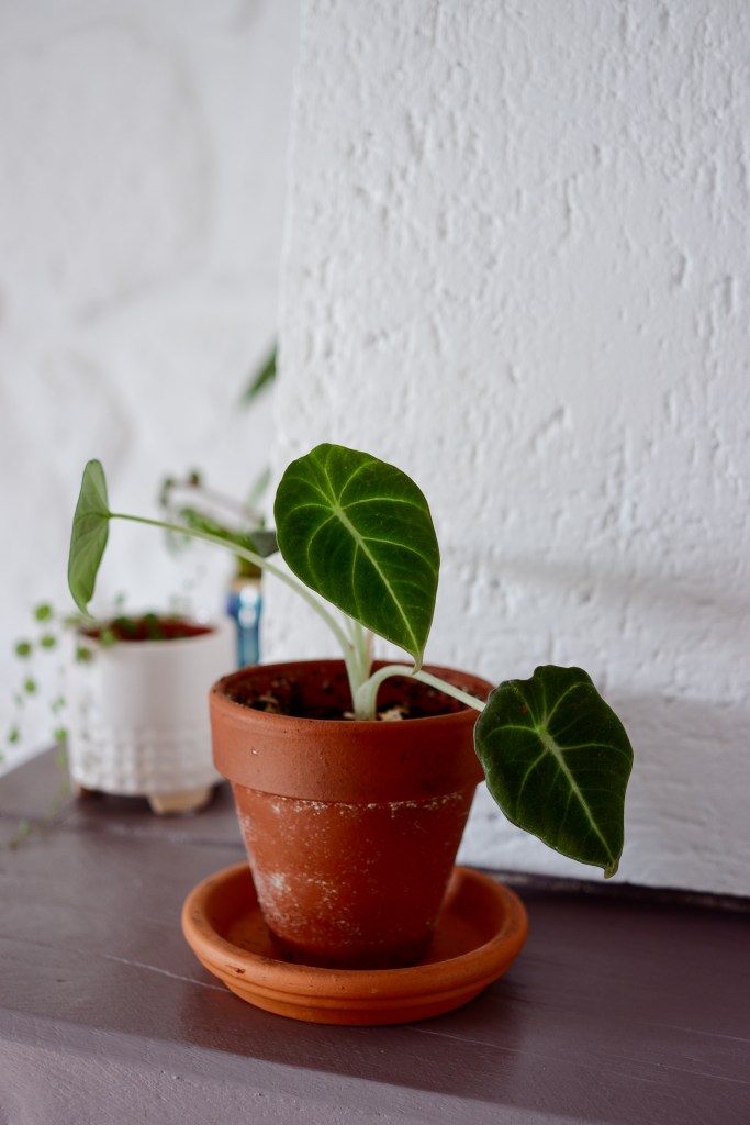 Alocasia Black Velvet