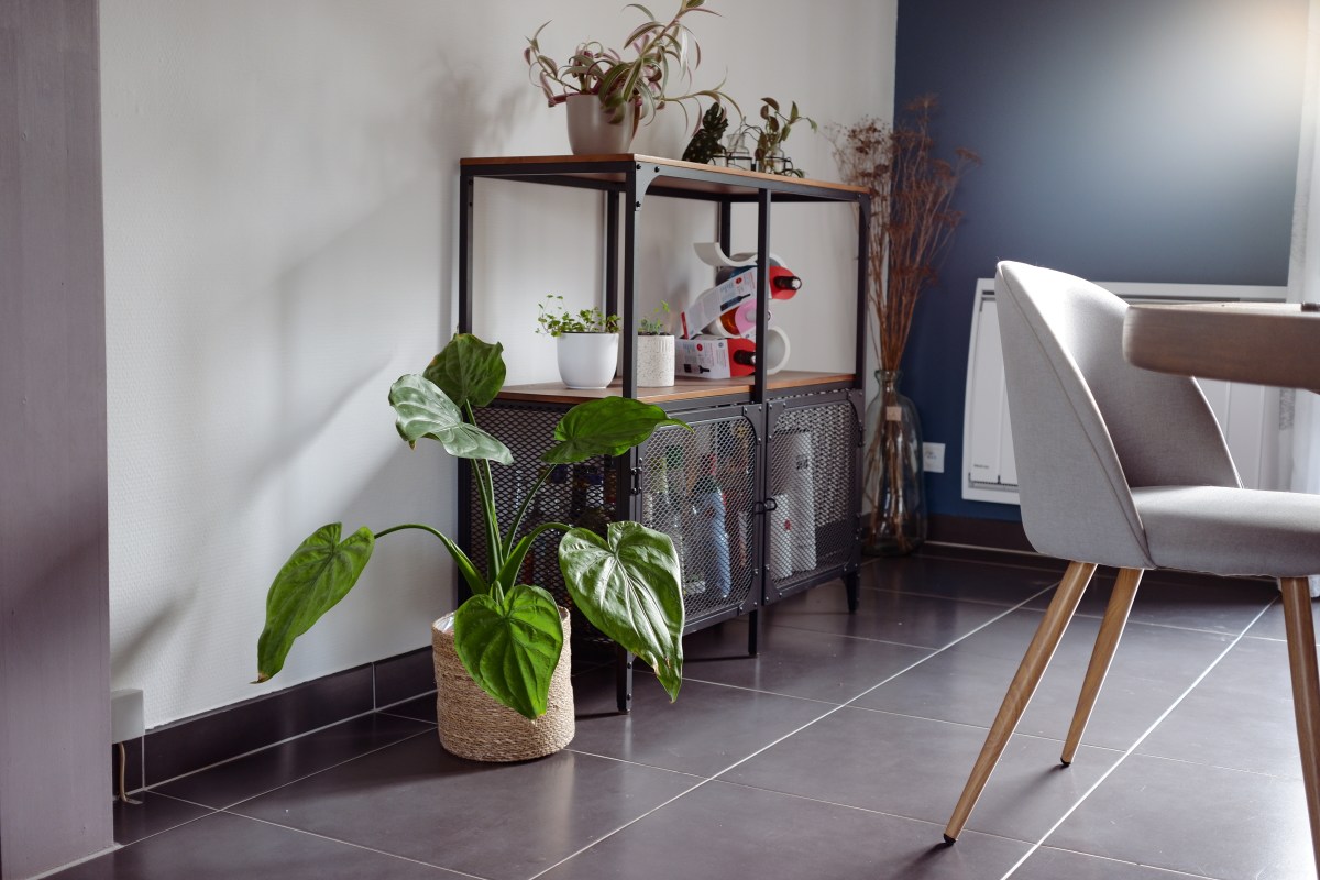 Comment garder une alocasia en&nbsp;vie