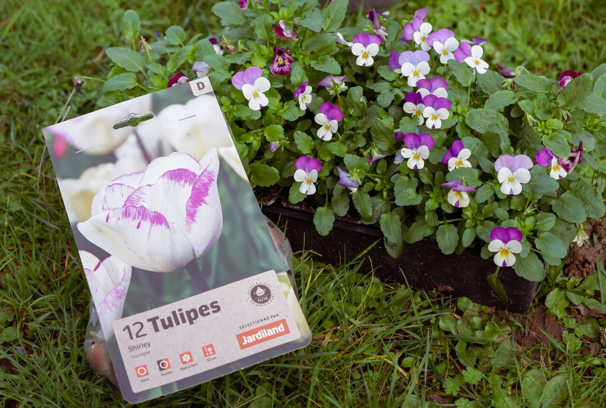 Plantation de tulipes en&nbsp;pot